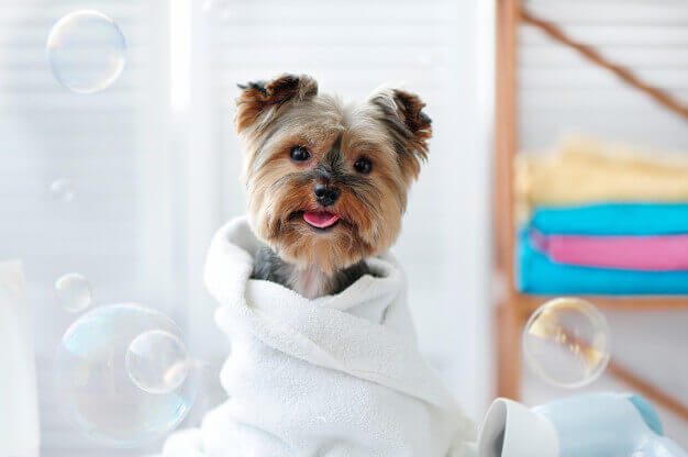Oferecemos serviços completos de estética animal.