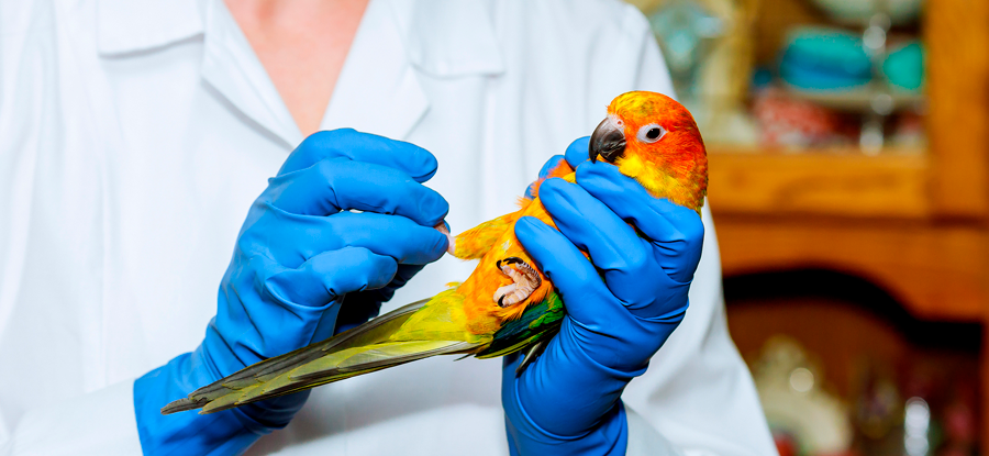 No Hospital Veterinário Itaquera você encontra especialistas em atendimento de animais silvestres.