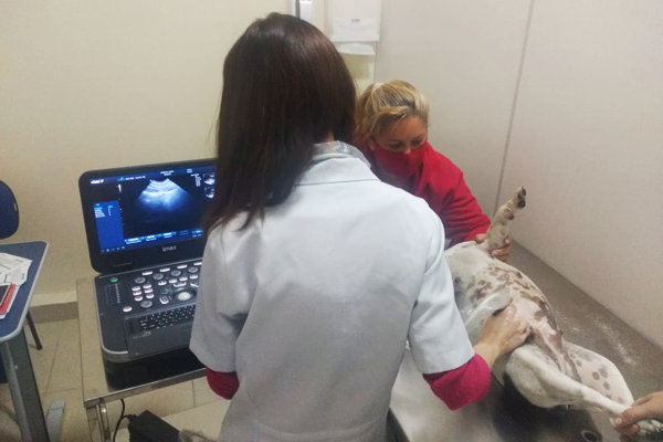 O Hospital Veterinário Itaquera oferece tratamento integral no cuidado de cães que precisam de internação.